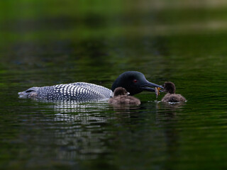 Common Loon feeding its chick with a crayfish in green water