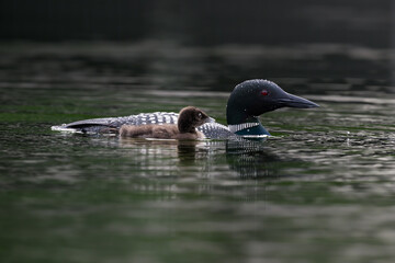 Common loon with chick swimming in green water, portrait