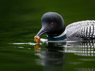 Common loon swimming in green water and holding crayfish in its bill, portrait