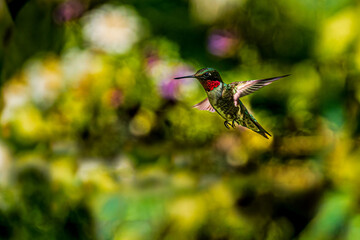 hummingbird in flight