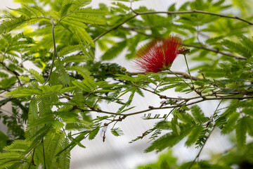 A delicate red flower with pistils on a tree.