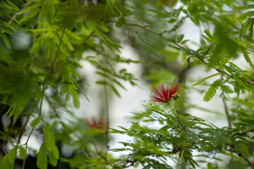 A delicate red flower with pistils on a tree.