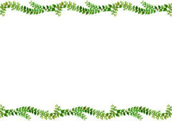 アナログ水彩観葉植物プミラのボーダーフレーム