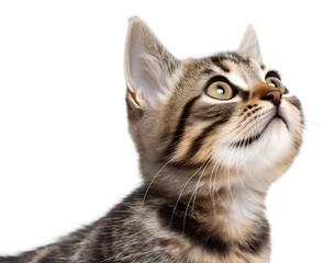 Cute kitten head portrait, isolated background. Generative AI