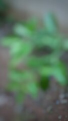 Leaves Abstract Blurred Background Illustration