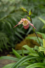 A lone orchid flower on a plant.