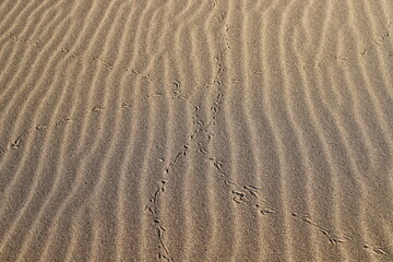 Footprints in the sand on the mediterranean sea