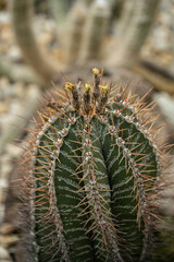 Cylindrical type of cactus with faded flowers.