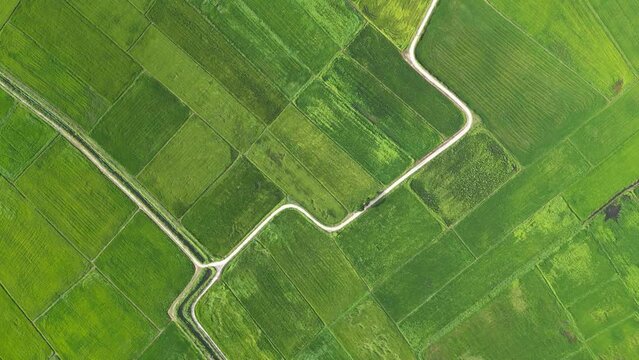 Aerial lookdown the picturesque beauty of Malaysian green paddy fields from a bird's-eye perspective.