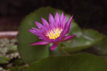 The lotus flower blooms when exposed to sunlight.