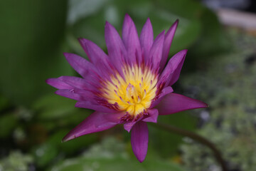 Obraz premium A purple lotus blooming from the water in the tub