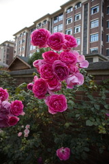 Roses in the Evening