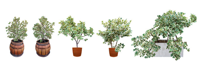 Collection ornamental trees and shrubs (ficus, fig) with colorful foliage. in clay pots for home...