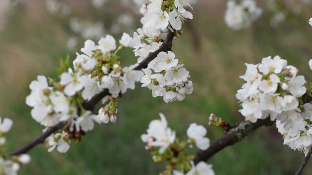 White spring cherry blossom. Spring time. slow motion Full HD.