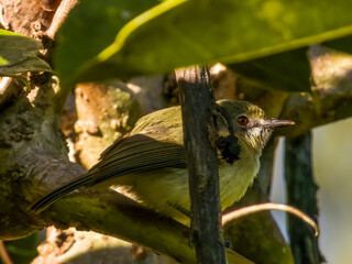 Fairy Gerygone in Queensland Australia