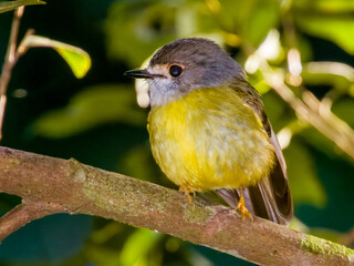Scaly-breasted Munia in Queensland Australia