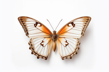 Fototapeta na wymiar colorful butterfly isolated on white background,Generative AI