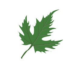 Green maple leaves vector illustration.  Seasonal leaves design template for decoration, sale banner, advertisement, greeting card and media content. Season concept. Flat vector isolated on white.