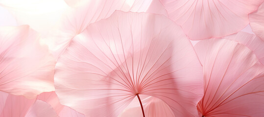 pink transparent petals, macro shot of a blossom for background banner