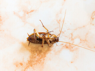 cockroach lying on the floor with a blurry background