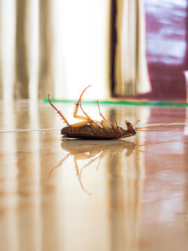 cockroach lying on the floor with a blurry background