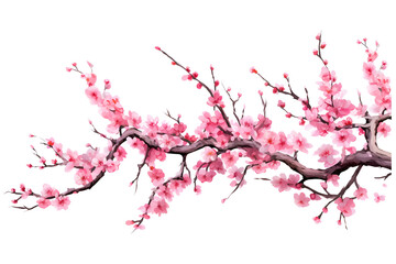 cherry blossom in spring, cherry flowers on branch on white background 