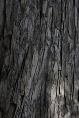Bark of a tree