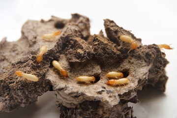 Termites in the nest on a white background. Small animals are dangerous for habitat.Work termites are leaving the nest on the ground.