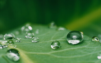 Water drops on green leaf in morning, The first rainfall of a season, Macro photo.