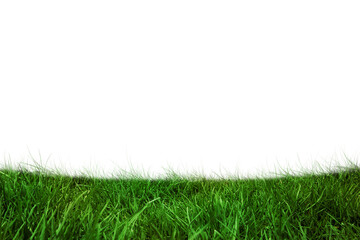 Digital png illustration of grass on transparent background