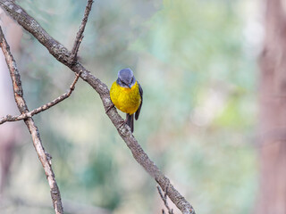 Yellow Robin Looks Down