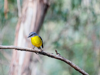 Yellow Robin Clinging On