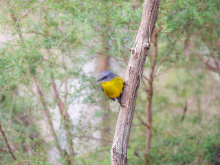 Yellow Robin On Vertical Branch