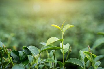 Top of Green tea leaf in the morning, tea plantation. Green tea bud and leaves. - obrazy, fototapety, plakaty