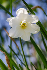 Fototapeta na wymiar Beautiful flower of white daffodil growing in the garden.