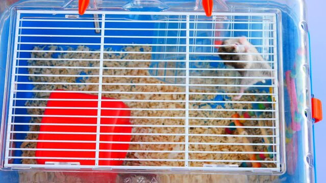 Incredible Djungarian hamster climbs on the top of a cage and gnaws on its metal bars