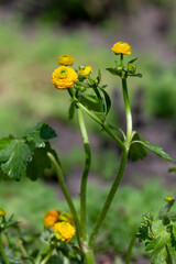 Persian buttercup or Ranunculus asiaticus with yellow color flowers.