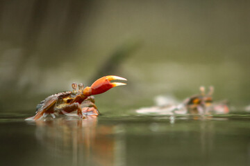 red-orange crab Living in the mangrove forest, raising claws to fight