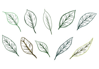 botanical line hand drawn set with different shape
