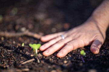 farmer collecting soil samples in a test tube in a field. Agronomist checking soil carbon and plant health on a farm. soil science in agriculture.
