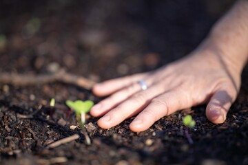 taking a soil sample for a soil test in a field. Testing carbon sequestration and plant health