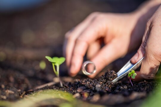 farmer collecting soil samples in a test tube in a field. Agronomist checking soil carbon and plant health on a farm. soil science in agriculture.