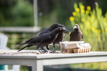 crows eating food scraps at a picinc, carawan birds in a flock