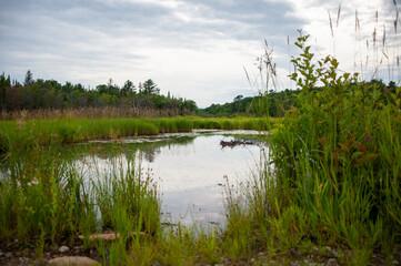 northern Ontario pond in summer