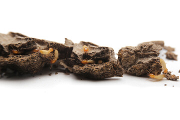 Termites in the nest on a white background. Small animals are dangerous for habitat. Group of white ant on ground.