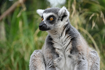 Obraz premium ring lemur catta in London Zoo