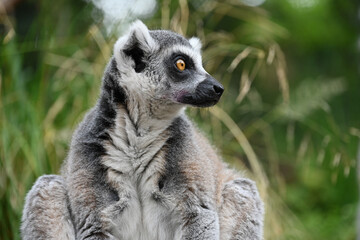 Fototapeta premium Face and fur of a ring lemur in London Zoo