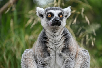 Close up of a Lemur in London Zoo