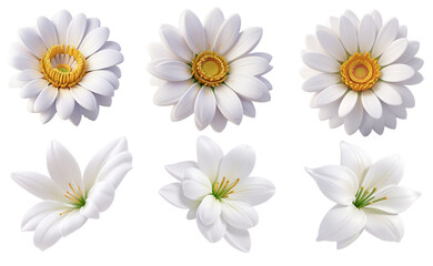 set of white flowers, 3D illustration elements. 
