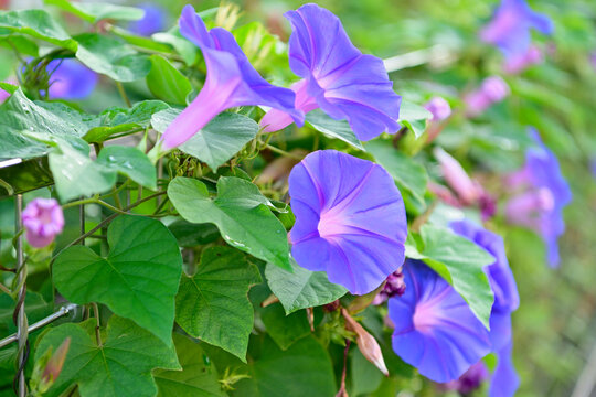 日本朝顔」の写真素材 | 23,894件の無料イラスト画像 | Adobe Stock